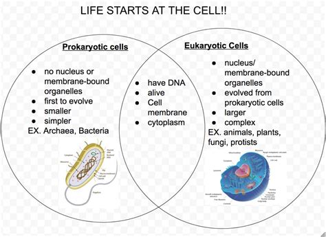 Prokaryotic And Eukaryotic Cells Differences And Similarities
