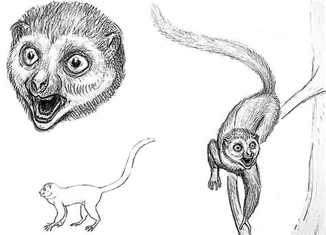 The Missing Link A 47million Year Old Lemur Could Revolutionise How