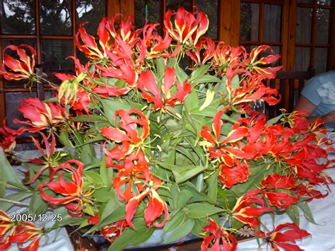 Flame Lilies Zimbabwe National Flower Elaynes Photo Of Flickr
