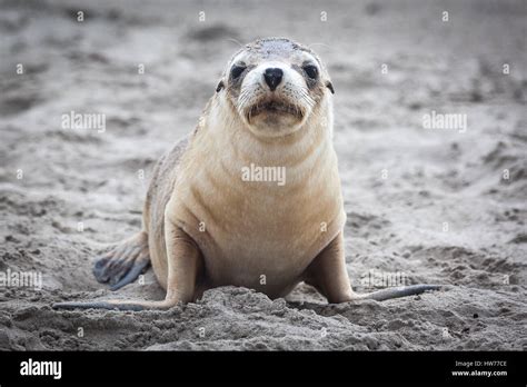 Australian Sea Lion Neophoca Cinerea Stock Photo Alamy