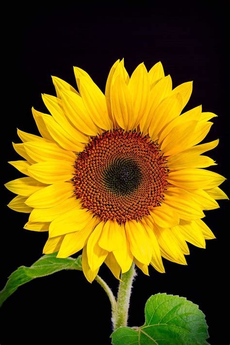 Sunflower Sunflower Pictures Planting Sunflowers Sunflower Wallpaper