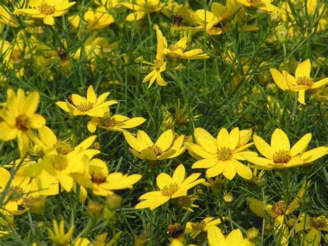 Flowering shrubs for cold climates. Long Blooming Perennials Zone 4 | Garden Design Ideas