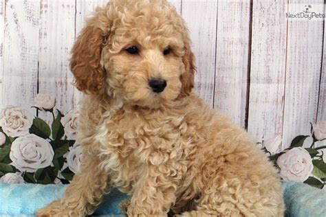 Teddy Cockapoo Puppy For Sale Near Williamsport Pennsylvania