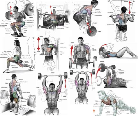 The muscles of the shoulder and back chart shows how the many layers of muscle in the shoulder and back are intertwined with the other relevant systems and muscles in adjacent areas like the. The Best Way to Build Muscle - What Are Safe Supplements ...