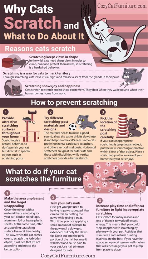 Cat Scratching Why Cats Scratch And What You Can Do