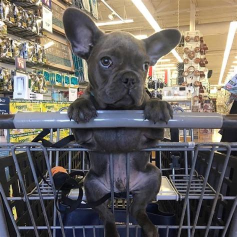 French bulldogs puppy for sale 2 boys 2 month old ready to go to new house. La plupart des chiens nont pas vraiment besoin de porter ...