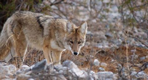 Coyote Hunting Tips How To Hunt Coyotes