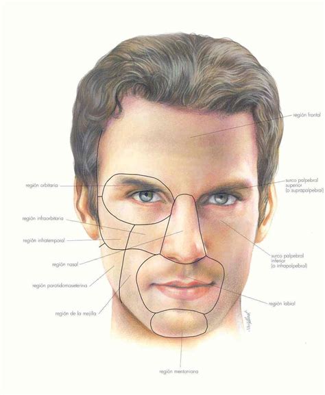 Regiones Superficiales De La Cara Zona De Estudio Odontologico