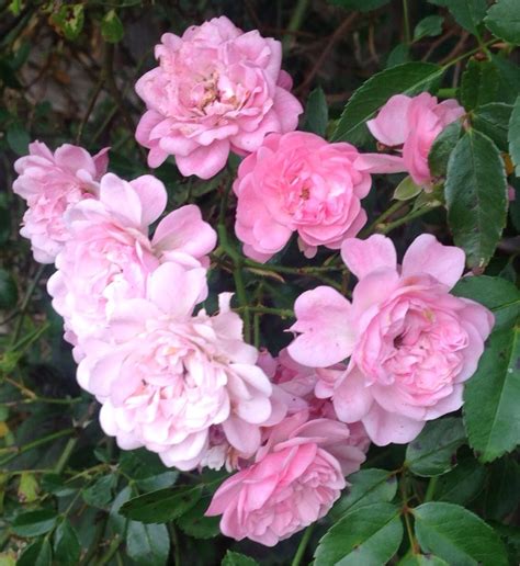 Fairy Rose ดอกกุหลาบสีชมพู วอลเปเปอร์