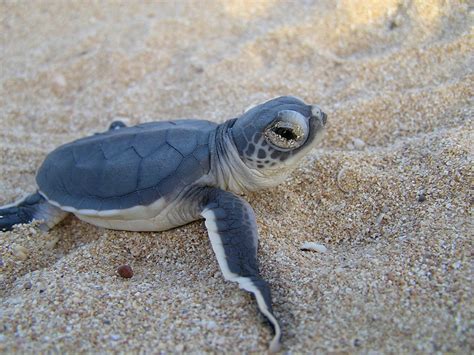 Green Turtle 1 Green Sea Turtle Hatchling Chelonia Mydas Flickr