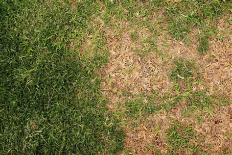 Burnt Lawn 4 Tips On How To Revive Burnt Grass Plantura