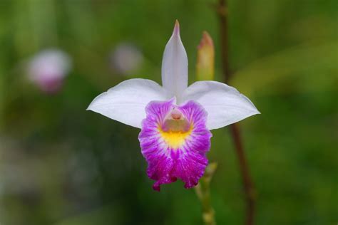 Orquidea Colombiana