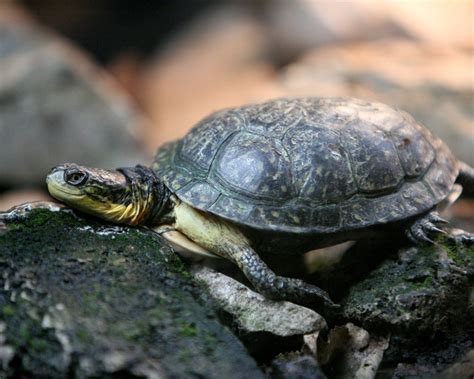 Baby Turtle Wallpaper Wallpapersafari