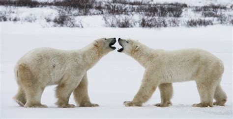 Premium Photo Two Polar Bears Are Playing With Each Other In The