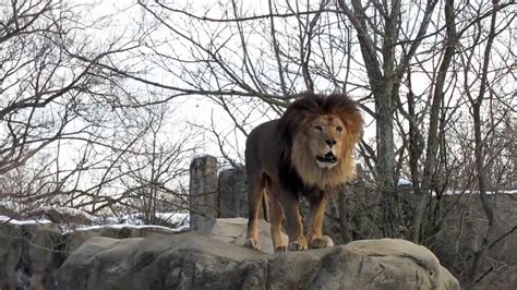 Christopher The Lion At Franklin Park Zoo January Edition Youtube