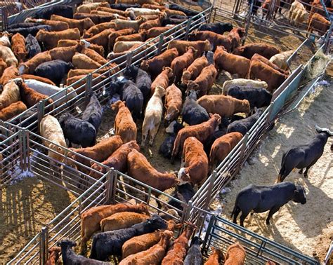 Cattle Market In 2016 Could Upset Current Prices