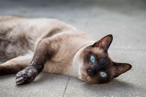 Siamese Cat Lifespan