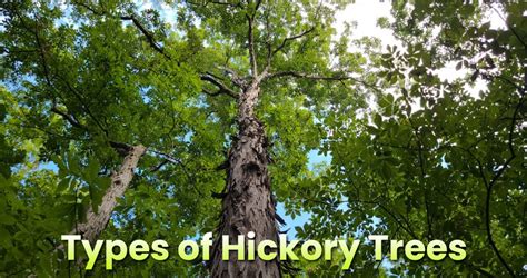 Different Types Of Hickory Trees With Sub Varieties Embracegardening