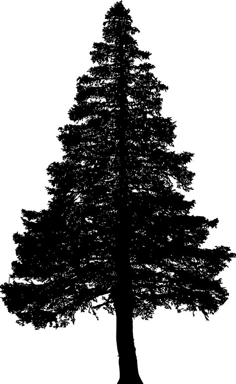 Pine Tree Silhouette Png Transparent Onlygfx Com