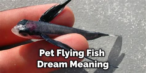 Pet Flying Fish Spiritual Meaning Symbolism And Totem 2023