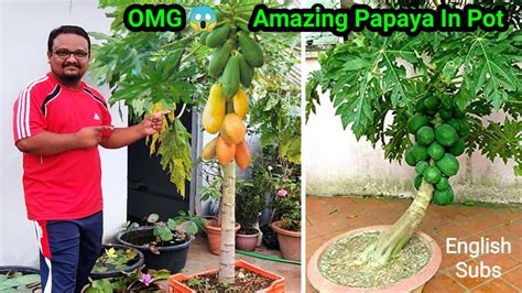 How To Grow Papaya In Pot And Get Lots Of Fruits Awesome Papaya