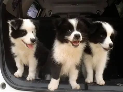 19 Reasons Why You Should Never Own Border Collies In 2023 Cute Dogs
