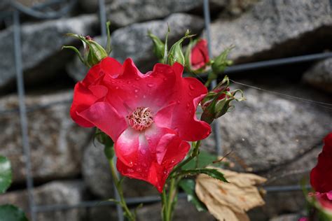 Koleksi oleh yeni prasela • terakhir diperbarui 3 minggu lalu. Paling Keren 20+ Gambar Bunga Mawar Abu Abu - Gambar Bunga Indah