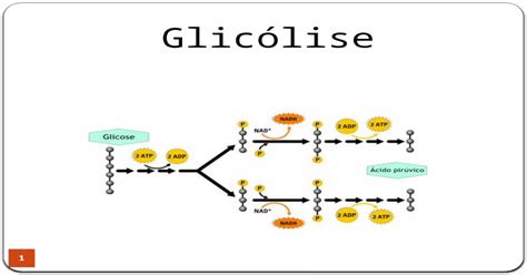 Glicólise 1 Fases Da Glicose Aeróbica 2 Transporte De Glicose Através