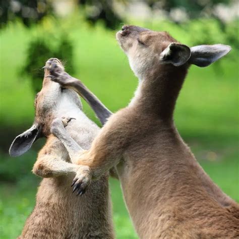 Are Kangaroos Dangerous Can They Kill You With Their Kick