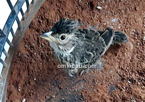 Gambar branjangan jawa scopri ricette, idee per la casa, consigli di stile e altre idee da provare. Gambar Branjangan Jawa : Daftar Harga Burung Branjangan ...