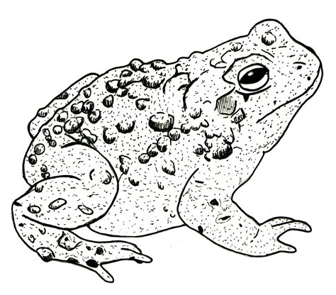 How To Draw A Toad Printable Step By Step Drawing Sheet Images And