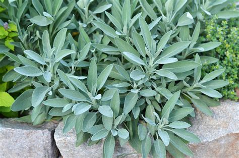 Growing Sage In Open Land In Containers Or In Raised Beds Food Gardening Network