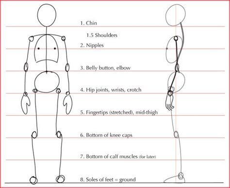 06 Proporcion De 8 Cabezas Human Anatomy Drawing Human Body