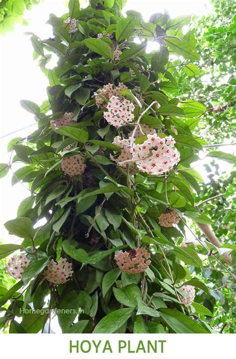 We did not find results for: The Complete Guide for Beginners about Hoya plant - Home ...