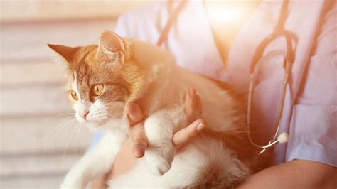 Cat Health Examination What To Expect Cat World