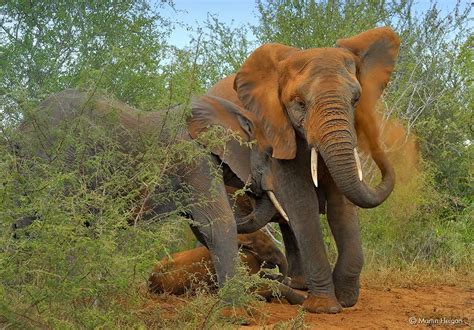 Elephant Trunks Can Suck Water At 330 Miles Per Hour Smart News Smithsonian Magazine