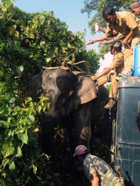 Natureza Elefante ferido recebe curativos após ser atacado pela
