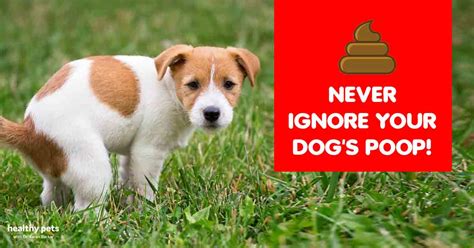 Why You Shouldnt Ignore Your Dogs Poop