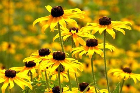 Ohio Wildflowers Yellow Best Flower Site