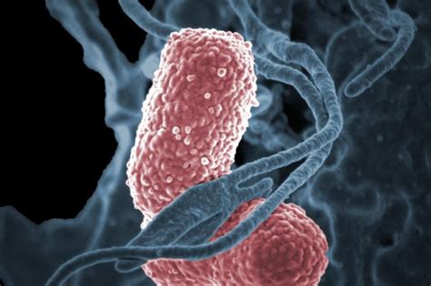 Scientists Identify Culprit For Antibiotic Resistance