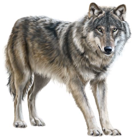 Collection Of Wolf PNG PlusPNG