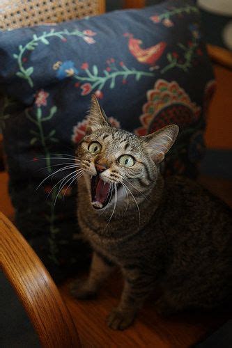 Akimasa Harada Flickr Cat Feline Crazy Cats Cat Memes