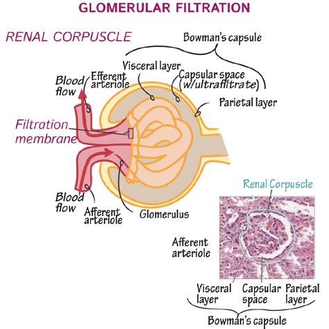 Physiology Glossary Glomerular Filtration Membrane Draw It To Know It