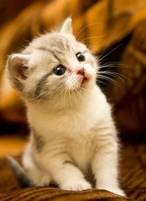 See more ideas about kittens, kittens cutest, cute cats and kittens. Awesome Kitty - 16th March 2018 - We Love Cats and Kittens