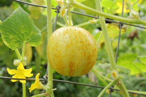 How To Grow And Care For Lemon Cucumbers