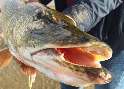 Szczupak GIGANT w Świnoujściu Syn wędkarza uratował mu życie Zobacz