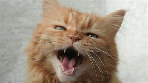 Kumpulan Video Kucing Lucu Banget Yang Bisa Bikin Ngakak KepoGaul