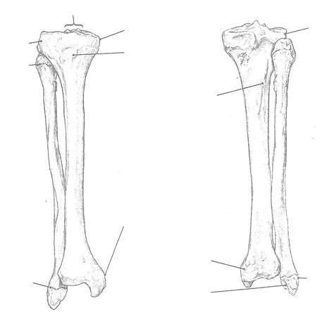 Bone Tibia And Fibula Right Anterior And Posterior View Diagram Quizlet