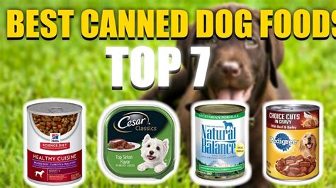 How to choose the right wet food that's right for your pup. 7 Best Canned Dog Food in 2020 That You Must Buy Today ...