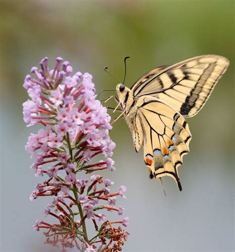Tiger Swallowtail Butterfly On Lilac Flower Yellow Butterfly